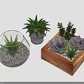 Succulent Plants in Glass Globe Gray Pot and Wooden Box Indoor Decor