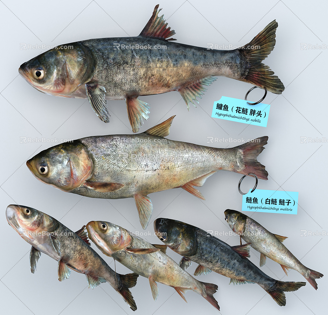 Modern Fish Flower Silver Carp Fat Head Fish 3d model