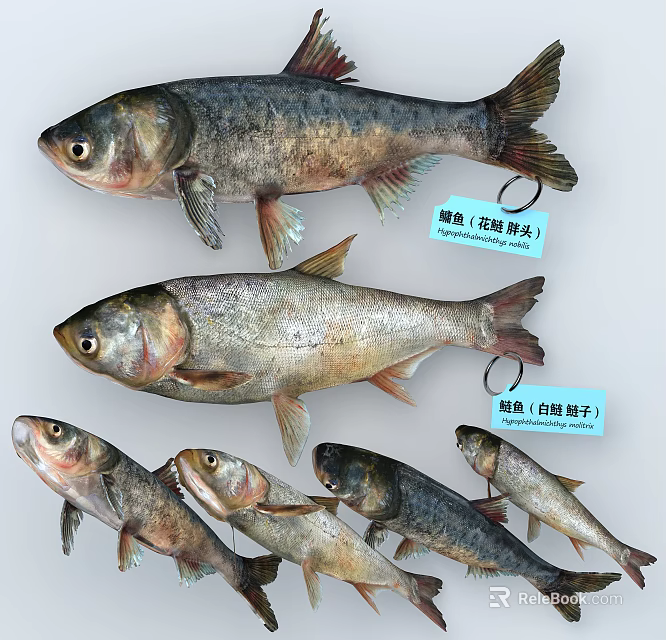 Fresh Aquatic Animals Showcasing Bighead Carp and Silver Carp in Different Sizes 3d model 