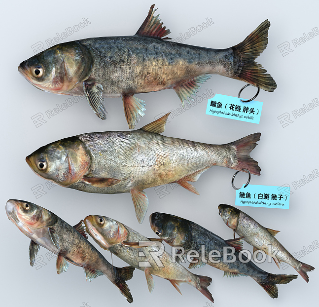 Modern Fish Flower Silver Carp Fat Head Fish model