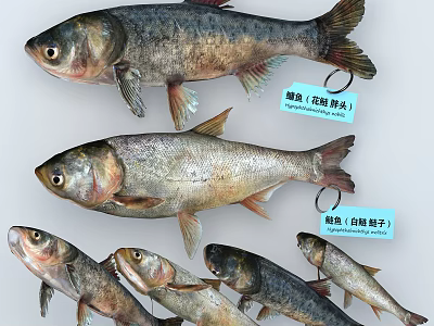 Fresh Aquatic Animals Showcasing Bighead Carp and Silver Carp in Different Sizes 3d model