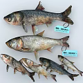 Fresh Aquatic Animals Showcasing Bighead Carp and Silver Carp in Different Sizes