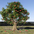 Garden Landscape Featuring Fruit Tree With Red Fruits Wooden Fence And Green Grassland