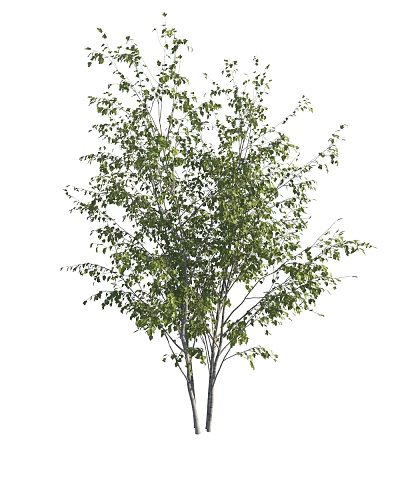 Tall Deciduous Tree Standing Solitary With Lush Green Leaves And Slender Branches 3d model