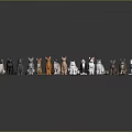 Various Colored Cat Breeds Standing Side By Side On Gray Background With Floor Reflections