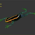 Vibrant Poison Dart Frog with Black Orange Yellow Stripes Blue Spotted Limbs on Gray Background