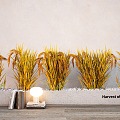 crops wheat panicle rice grain rice wheat paddy landscape 3d model