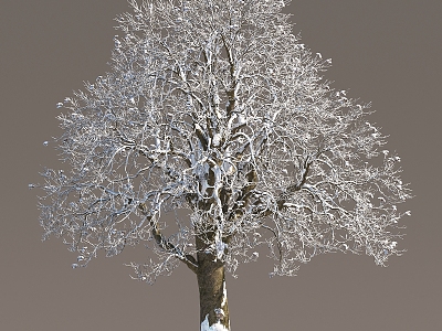 winter snow trees winter trees snow trees deciduous trees winter trees landscape trees snow trees dead trees street trees 3d model