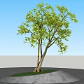 Tall Tree with Twin Trunks and Green Leaves on Marble Ground with Grass Patch