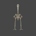 Close Up View Of Bird Skeleton With Long Beak And Vertebrae Structure