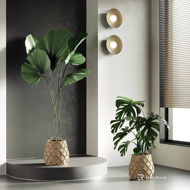 Indoor Tropical Potted Plants With Fan Palm And Monstera In Woven Basket Pots Near Window 3d model 