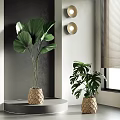 Indoor Tropical Potted Plants With Fan Palm And Monstera In Woven Basket Pots Near Window