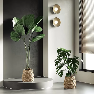 Indoor Tropical Potted Plants With Fan Palm And Monstera In Woven Basket Pots Near Window 3d model