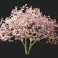 Lush Pink Flowering Arbor Tree With Multiple Trunks And Human Silhouette For Scale 3d model
