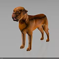 Reddish Orange Dogue de Bordeaux Standing on Black Background with Reflective Surface