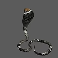 Hooded Cobra Reptile With Brown Head And Black White Patterned Body Flicking Tongue