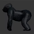 Detailed Realistic Gorilla 3D Model in Standing Pose on Gray Background 3d model