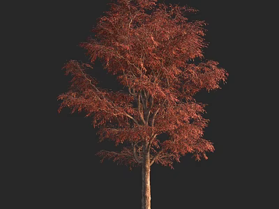 Arbor with Red Leaves Isolated on Black Background 3D Render and Detailed Branches 3d model