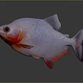 Colorful Fish With White Body Red Head Large Eyes And Purple Tail In Gray Background