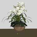 Beautiful Potted Orchid Plant With White Flowers And Green Leaves On Wooden Tabletop