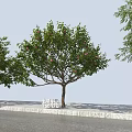 Cherry Trees With Green Leaves And Red Fruits Growing On Stone Pavement