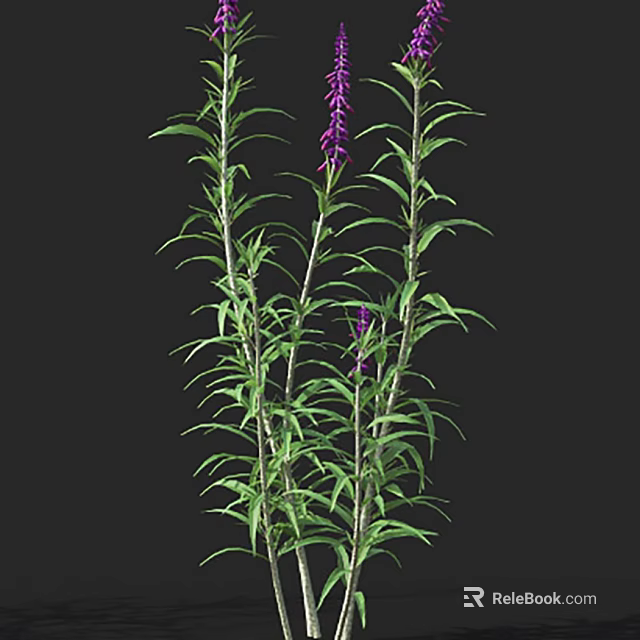 Tall Garden Plants with Purple Flowers and Slender Green Leaves 3d model 