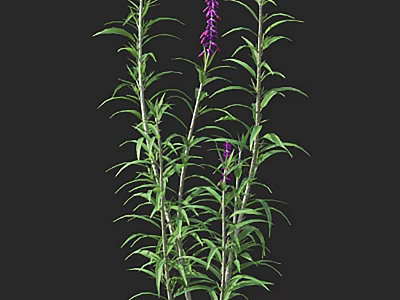 Tall Garden Plants with Purple Flowers and Slender Green Leaves 3d model