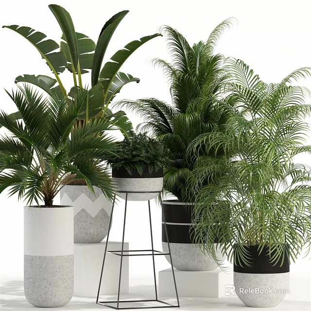 Indoor Potted Plants With Various Green Leaves And Different White Black Pots On Stands 3d model 