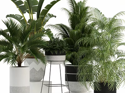 Indoor Potted Plants With Various Green Leaves And Different White Black Pots On Stands 3d model