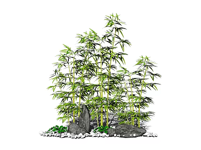 Green Bamboo Plants With Stones And Pebbles In Natural Garden Setting 3d model