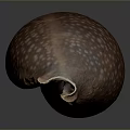 Detailed Biological Organ With Fine Hair Texture And Natural Surface Features