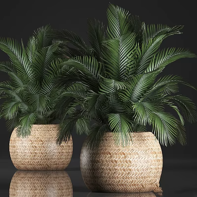 Green Palm Leaf Bonsai Potted Plants In Woven Basket Planters For Home Decor 3d model