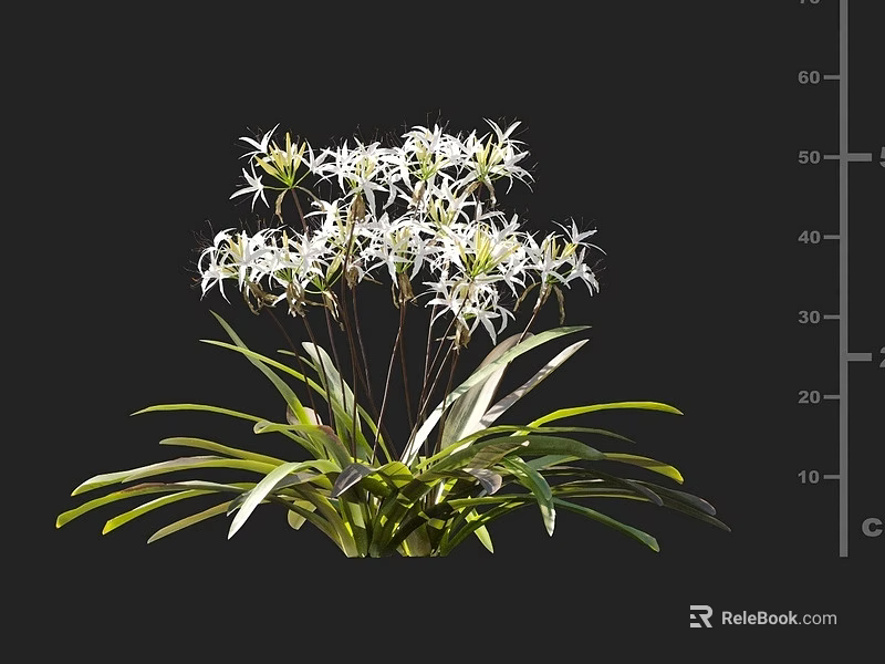 Beautiful White Flower Plant with Tall Stems Long Green Leaves and Delicate Petals 3d model 