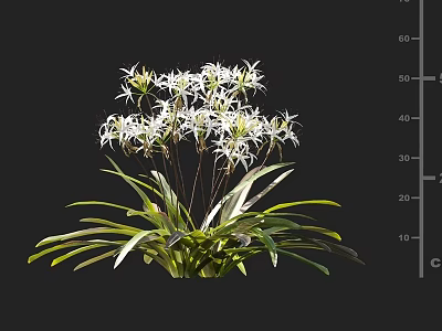 Beautiful White Flower Plant with Tall Stems Long Green Leaves and Delicate Petals 3d model