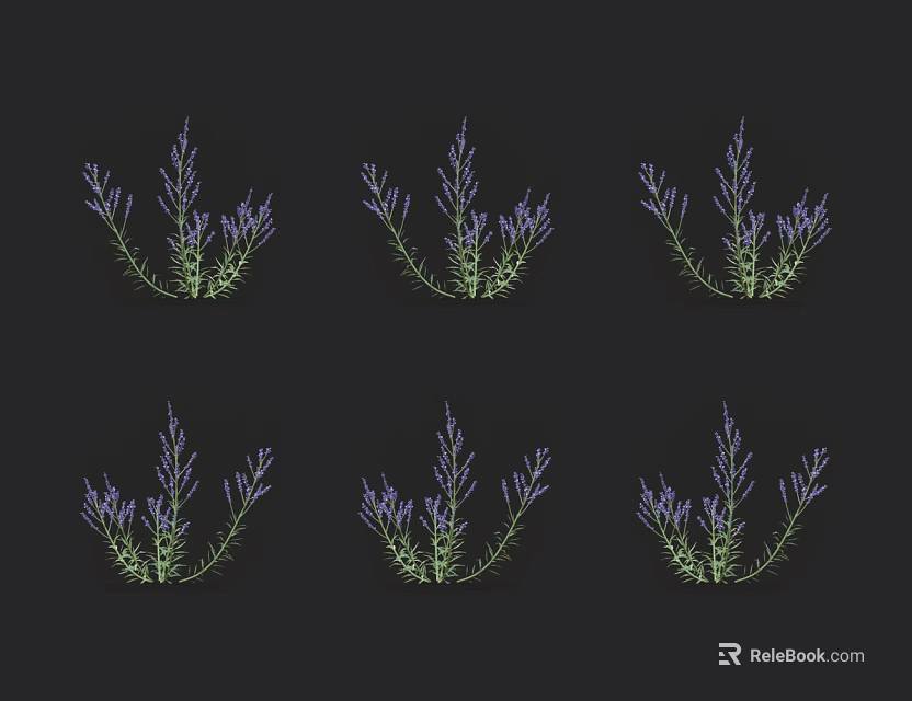 Six Blooming Purple Lavender Plants With Green Stems On Black Background 3d model 