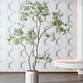 Bonsai Potted Plants In White Pot And Transparent Vase For Minimalist Interior