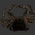 Detailed Crab With Dark Carapace Purple Claws And Multiple Legs On Dark Background