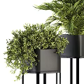 Bonsai Potted Plants On Black Metal Stands With Green Foliage For Indoor Decor