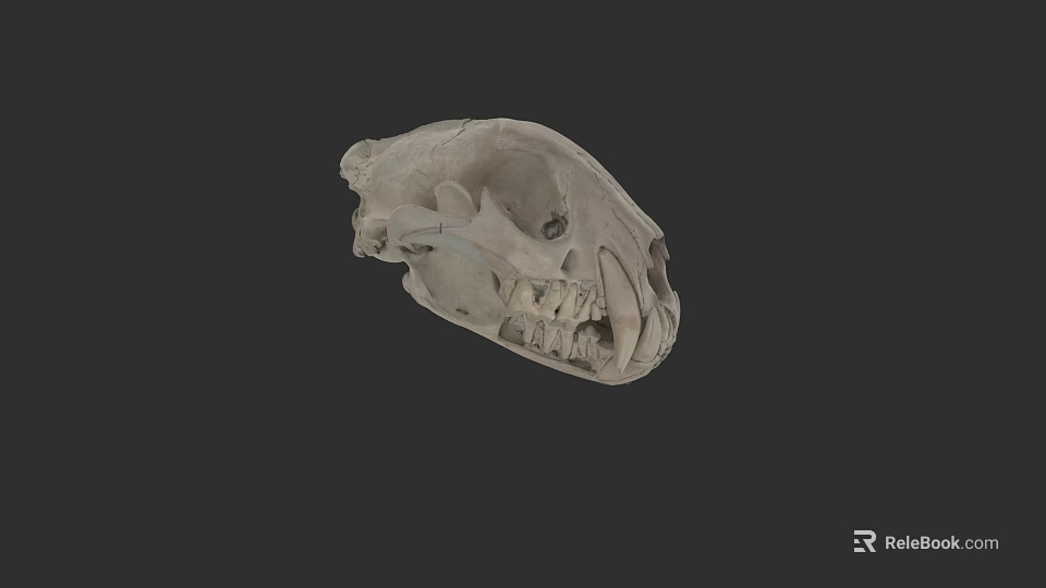 Detailed Animal Skull Displaying Visible Teeth And Jaw Bone Structure 3d model
