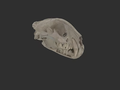 Detailed Animal Skull Displaying Visible Teeth And Jaw Bone Structure 3d model