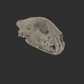 Detailed Animal Skull Displaying Visible Teeth And Jaw Bone Structure 3d model