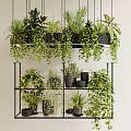 Elegant Hanging Basket Plants with Greenery on Black Metal Shelf and Potted Foliage