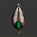 Colorful Mallard Duck With Green Head Yellow Beak And Orange Feet On Gray Background