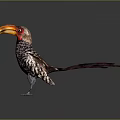 Colorful Bird With Large Orange Beak Red Head And Spotted Body Feathers Standing Isolated