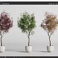 Three Different Colored Bonsai Plants in White Pots Displayed on Grey Surface