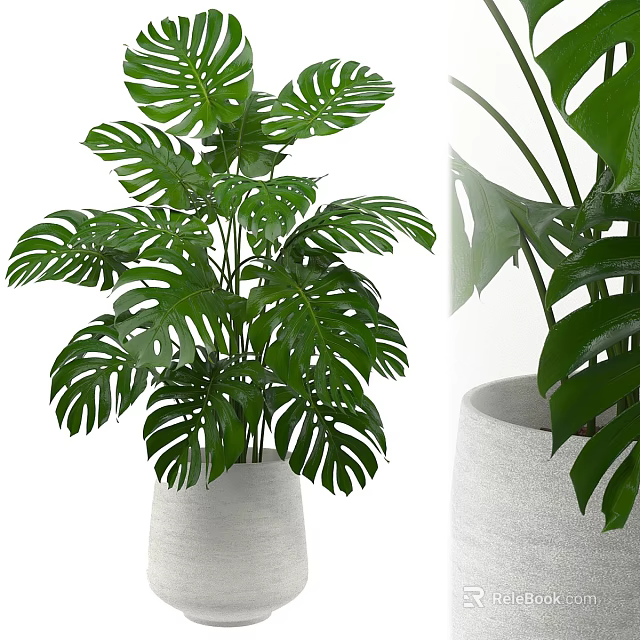 Lush Green Monstera Potted Plant With Large Leaves In White Ceramic Pot 3d model 