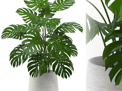 Lush Green Monstera Potted Plant With Large Leaves In White Ceramic Pot 3d model