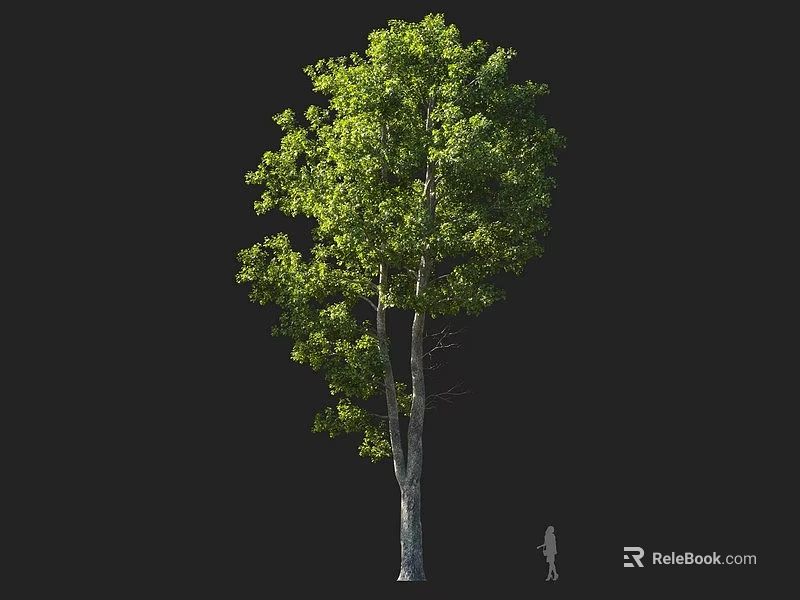 Tall Green Arbor Tree With Lush Leaves And Trunk Against Black Background With Human Figure 3d model 