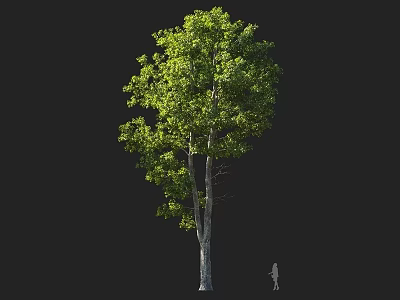 Tall Green Arbor Tree With Lush Leaves And Trunk Against Black Background With Human Figure 3d model