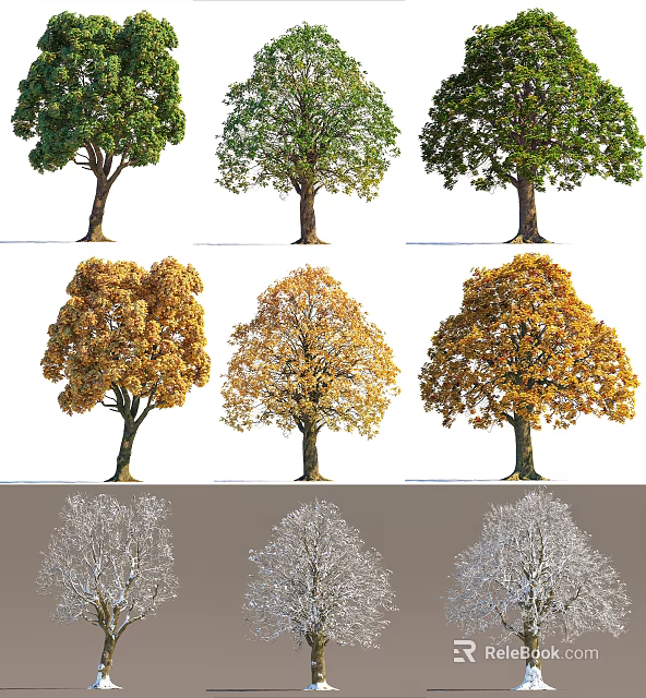 Deciduous Trees Displaying Lush Green Autumn Golden and Snow Covered Seasonal Foliage 3d model 
